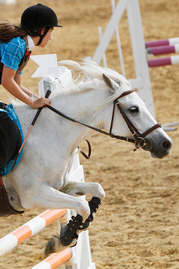 Olympic Games: One Voice and its partners call for an end to events involving horses