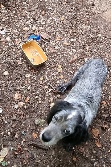 Chiens « de chasse » négligés dans l’Ain : One Voice porte plainte