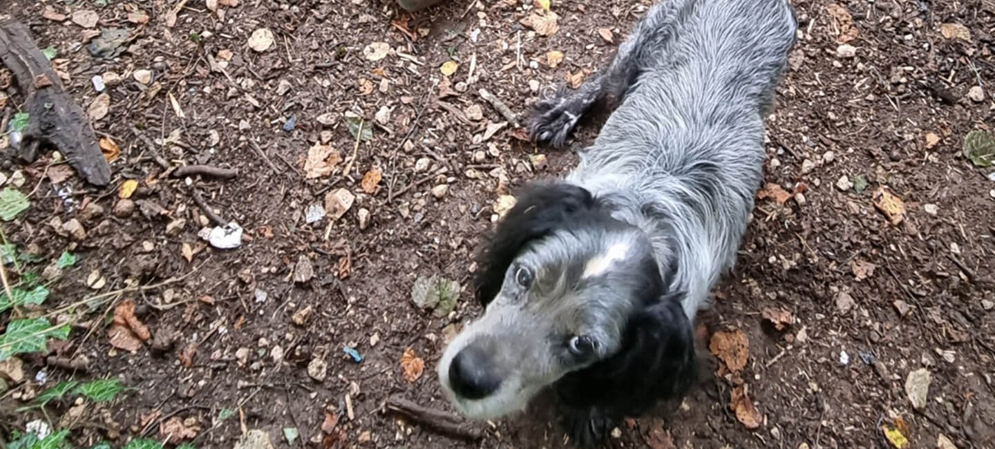 Chiens « de chasse » négligés dans l’Ain : One Voice porte plainte