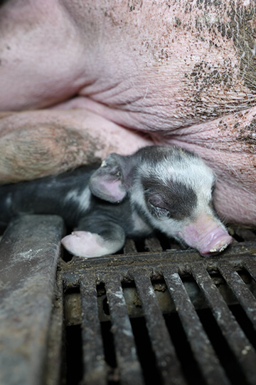 Cochons expérimentés au CICE de Clermont-Ferrand : nous saisissons les autorités et la justice