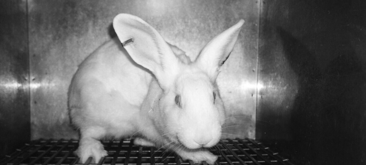 Summer, rest for humans, a nightmare for animals in French laboratories