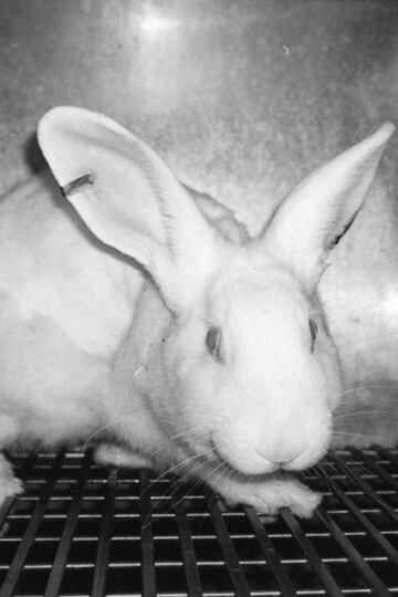 Summer, rest for humans, a nightmare for animals in French laboratories