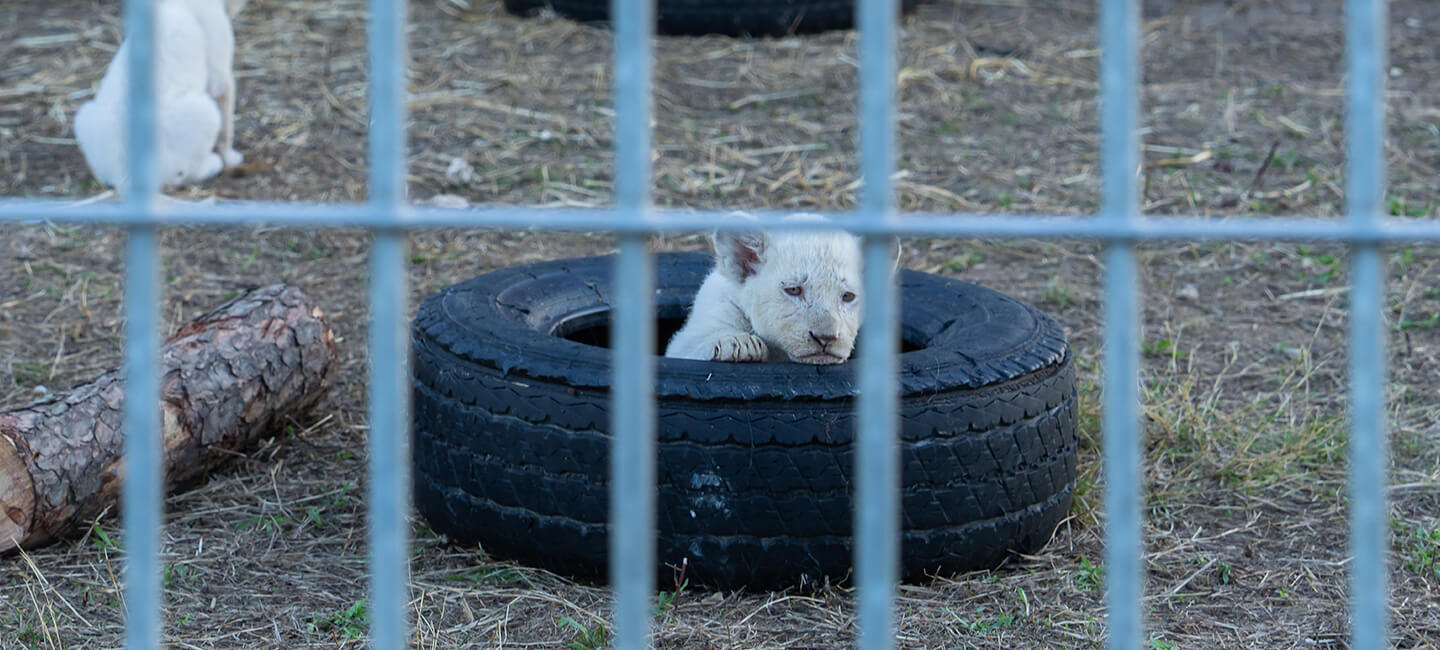 Victims of a misleading and incomplete law, lion cubs continue to be born at Claudio Zavatta Circus