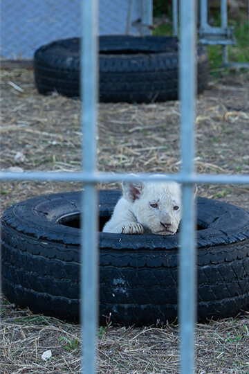 Victims of a misleading and incomplete law, lion cubs continue to be born at Claudio Zavatta Circus