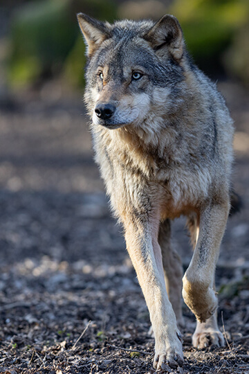 « Rien à branler de se faire choper » : loup empoisonné dans la Drôme, audience le 10 septembre à Valence