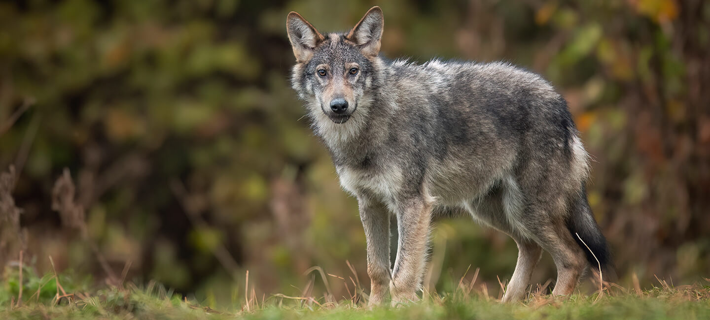 Strict wolf protection: 300 European NGOs co-sign a joint declaration