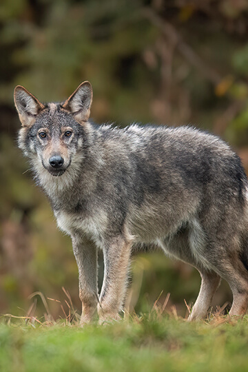 Strict wolf protection: 300 European NGOs co-sign a joint declaration