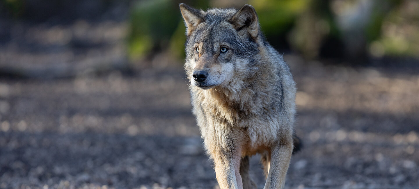 « Rien à branler de se faire choper » : loup empoisonné dans la Drôme, audience le 10 septembre à Valence