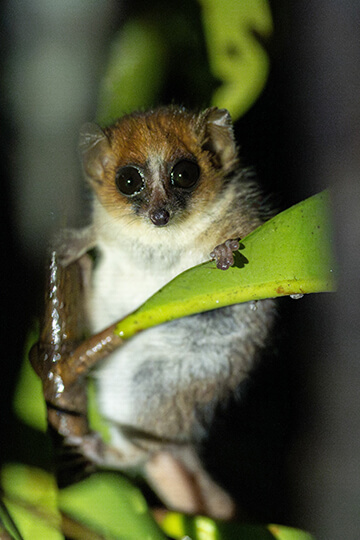 Forced transparency: One Voice reveals what goes on behind the scenes for MNHN's grey mouse lemurs