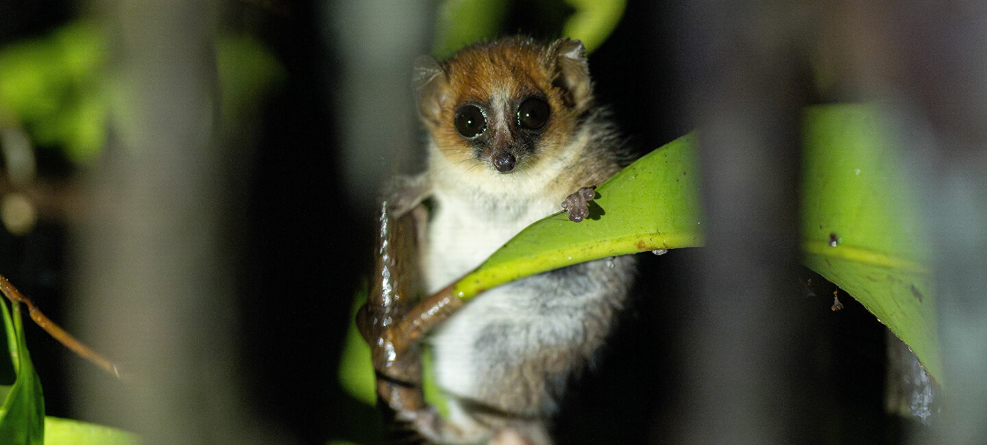 Forced transparency: One Voice reveals what goes on behind the scenes for MNHN's grey mouse lemurs