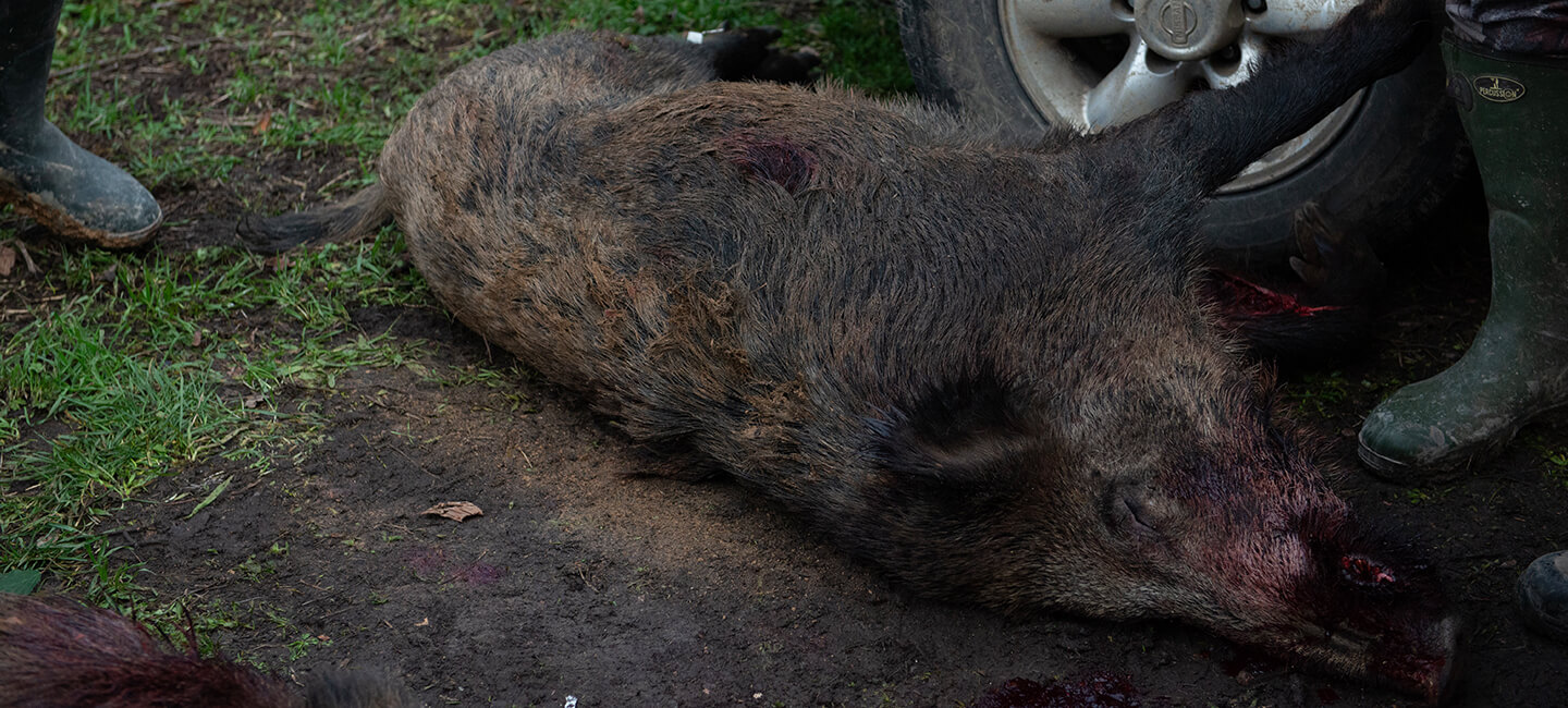 Indre prefect circumvents laws to kill wild boars en masse. We attack!