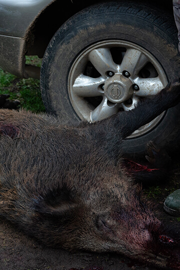 Indre prefect circumvents laws to kill wild boars en masse. We attack!