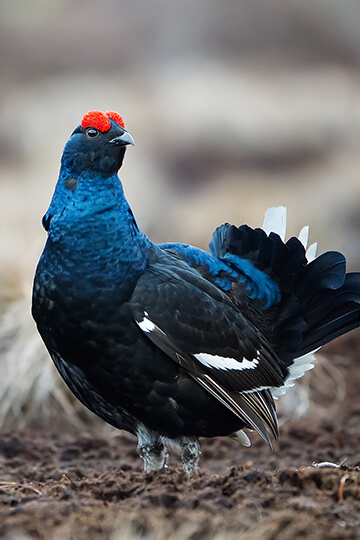 Mountain Galliformes: One Voice takes up the fight again in 2024!