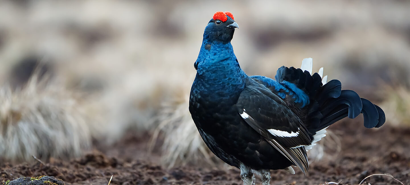 Mountain Galliformes: One Voice takes up the fight again in 2024!