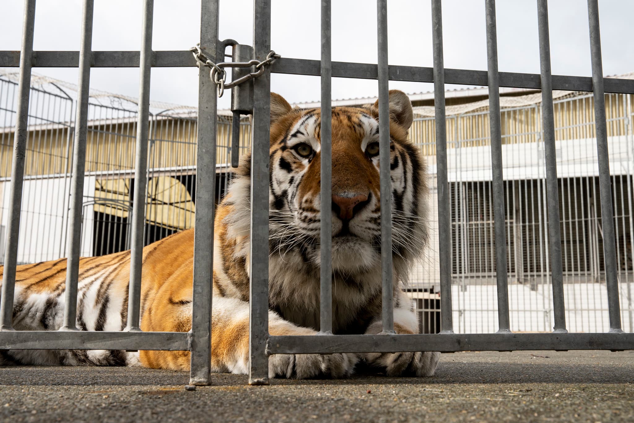 Mettons fin <br> aux animaux dans les spectacles