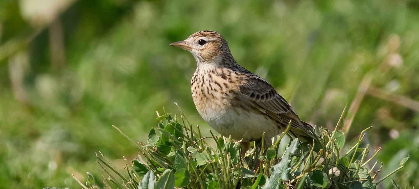 Chasses traditionnelles : les préfets toujours prompts à flatter les chasseurs au détriment des oiseaux.