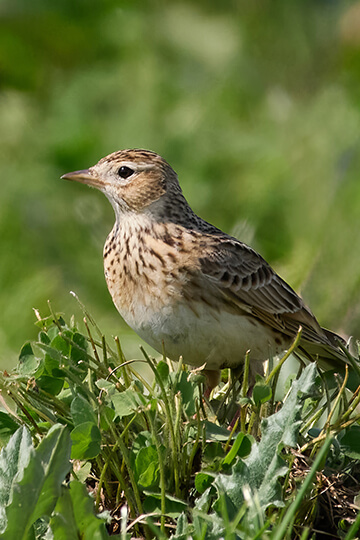 Traditional hunting: prefects always quick to flatter hunters at the expense of birds.