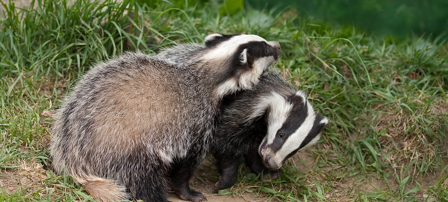 Unlimited badger massacre in the Tarn region: hearing on October 28, 2024