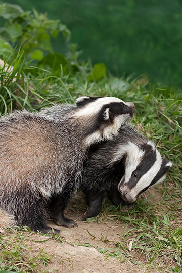 Unlimited badger massacre in the Tarn region: hearing on October 28, 2024