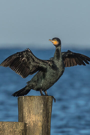 Le projet aberrant du ministère de l’Ecologie : urgence pour la survie des grands cormorans