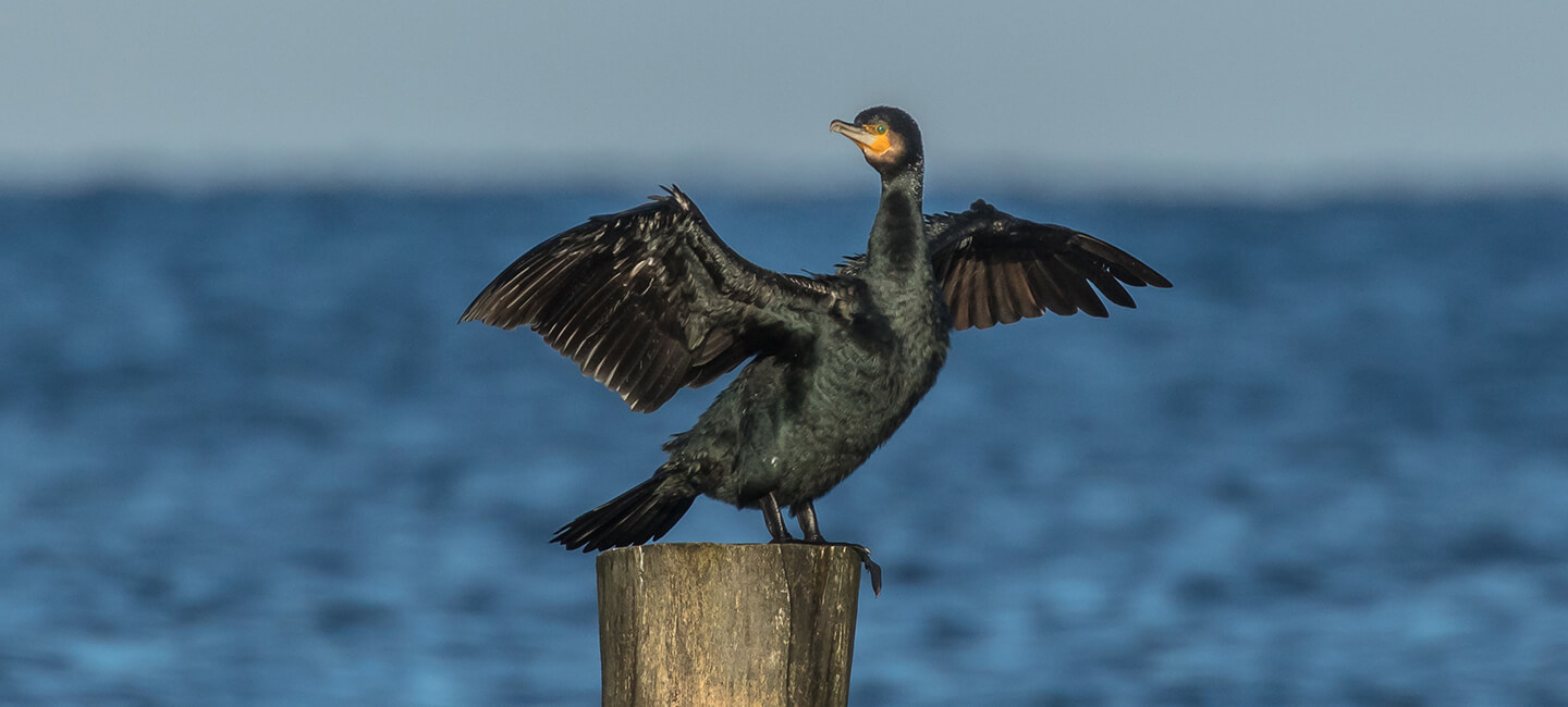 Le projet aberrant du ministère de l’Ecologie : urgence pour la survie des grands cormorans