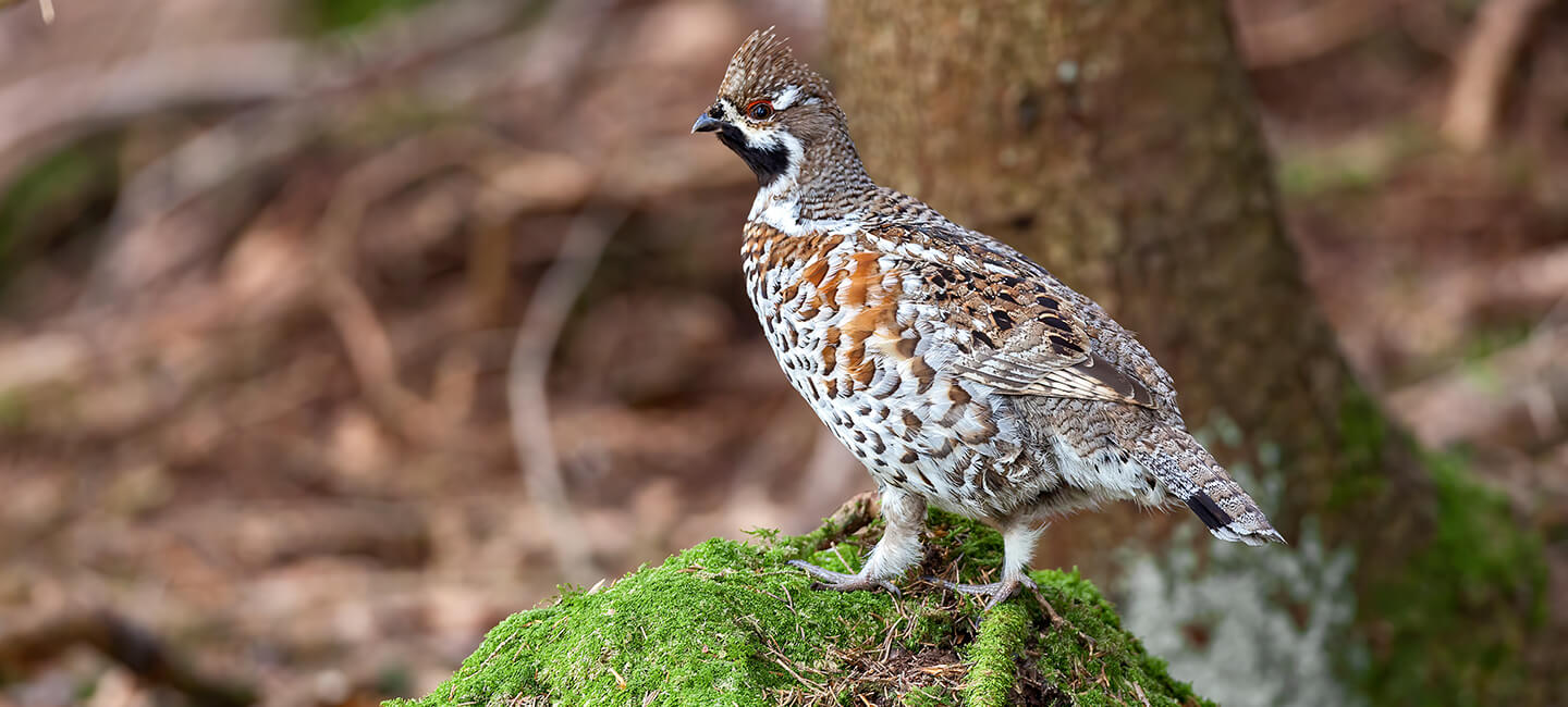 Deux victoires de One Voice pour les oiseaux chatoyants des montagnes, trois audiences à venir 