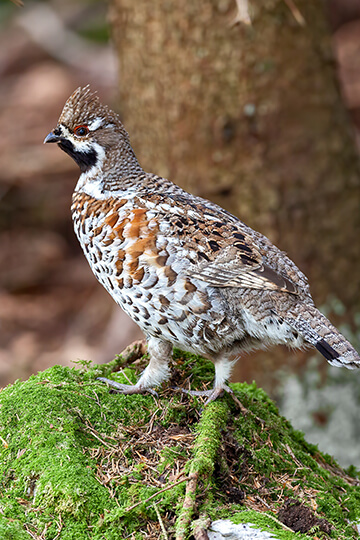 Two One Voice victories for shimmering mountain birds, three hearings to come