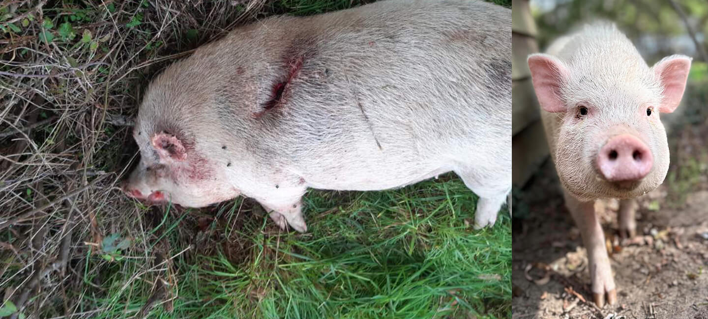 For Guinea, a young sow killed in the Indre region during a hunting party, we are lodging a complaint.