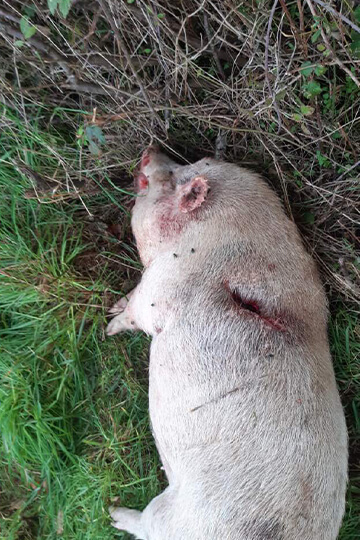 For Guinea, a young sow killed in the Indre region during a hunting party, we are lodging a complaint.