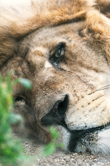 Pour les lions Jon, Céleste, Patty, Hannah et Marli, nouveau face à face en justice avec leur tortionnaire 