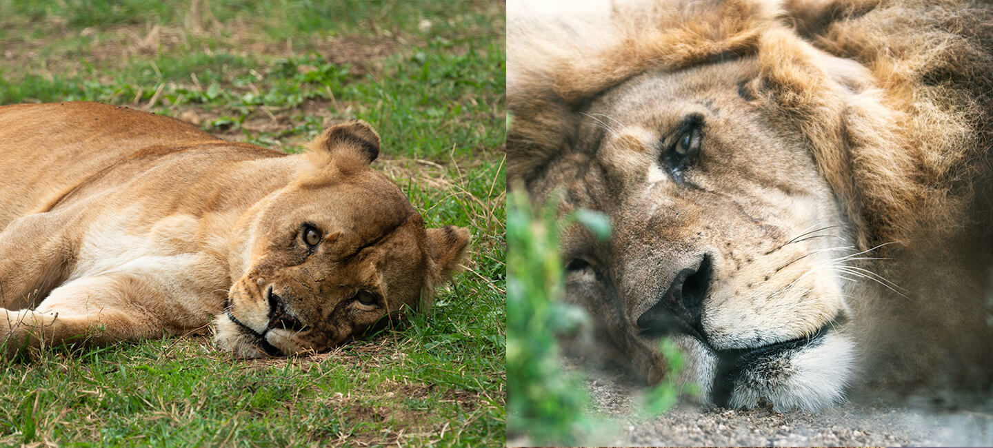 Pour les lions Jon, Céleste, Patty, Hannah et Marli, nouveau face à face en justice avec leur tortionnaire 