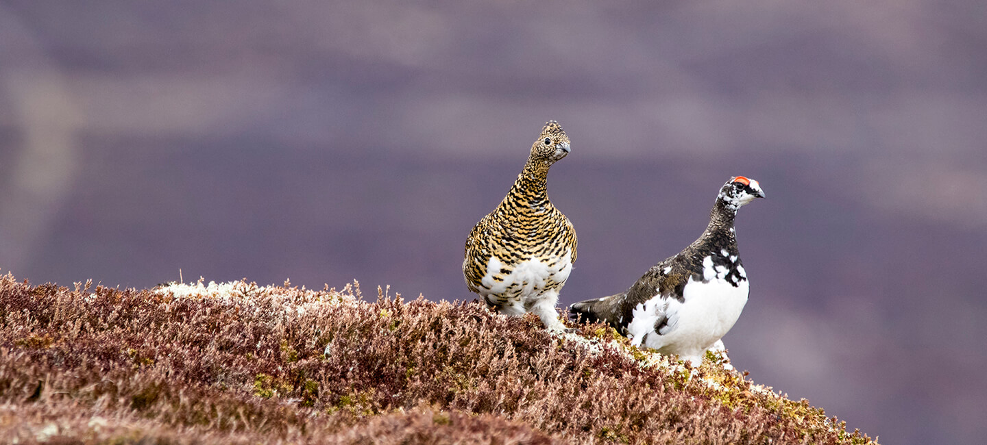 Des Alpes aux Pyrénées, One Voice défend les galliformes de montagne devant la justice