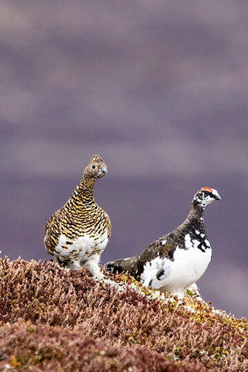 Des Alpes aux Pyrénées, One Voice défend les galliformes de montagne devant la justice