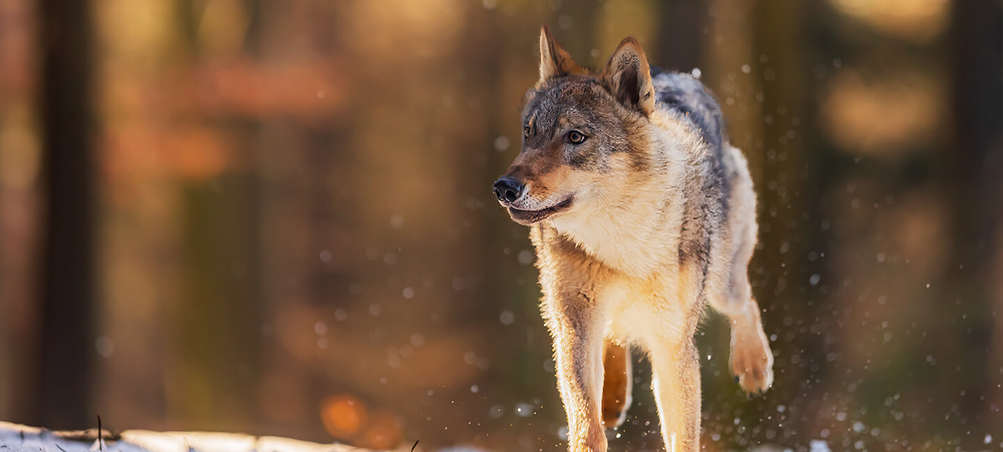 Authorized shooting of wolves around an unprotected herd of cattle: One Voice takes the case to court