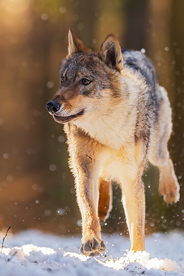 Tirs sur des loups autorisés autour d’un troupeau de bovins non protégé : One Voice saisit la justice