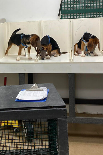 Puppies wearing gassing masks on MBR farms for animal experimentation: damning images