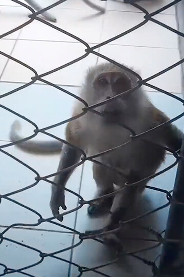 Le projet du CNRS : un Centre national de primatologie pour « produire » la moitié des macaques destinés aux laboratoires français