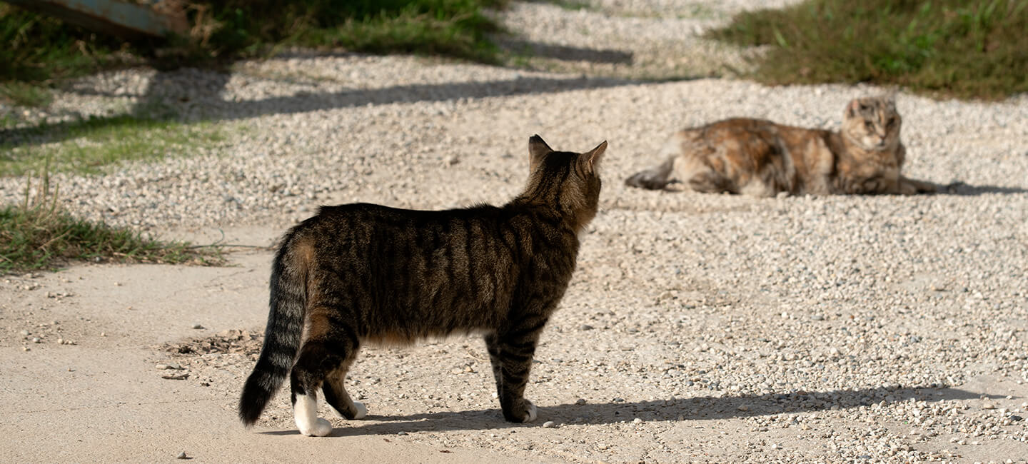 Pour les chats errants de Grenoble, inauguration d’un deuxième Chatipi le 22 novembre à midi