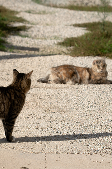 Pour les chats errants de Grenoble, inauguration d’un deuxième Chatipi le 22 novembre à midi