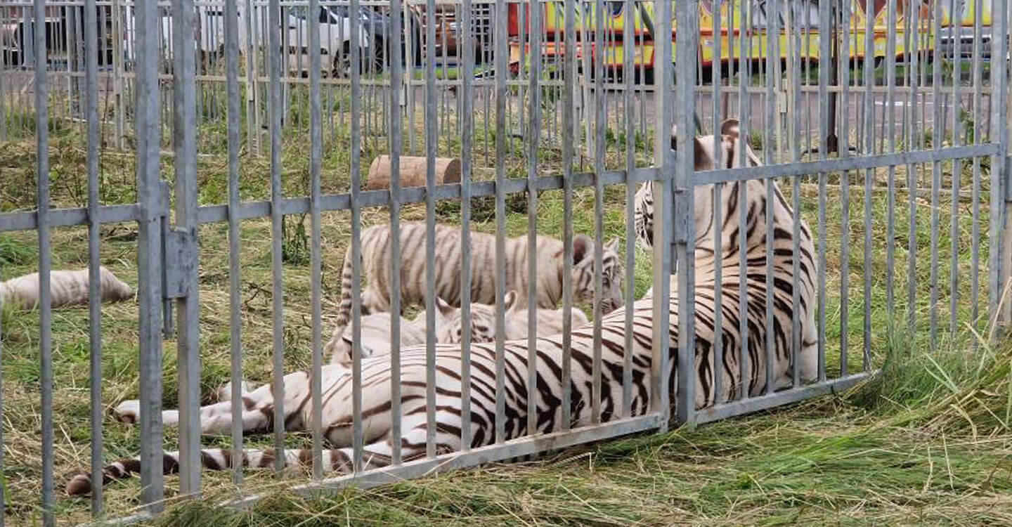 Audience au Conseil d’État le 8 novembre pour les animaux des cirques