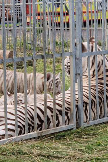 Audience au Conseil d’État le 8 novembre pour les animaux des cirques