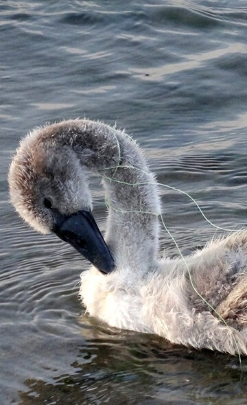 Illegal fishing in the Alpes-Maritimes region : One Voice defends injured birds in court