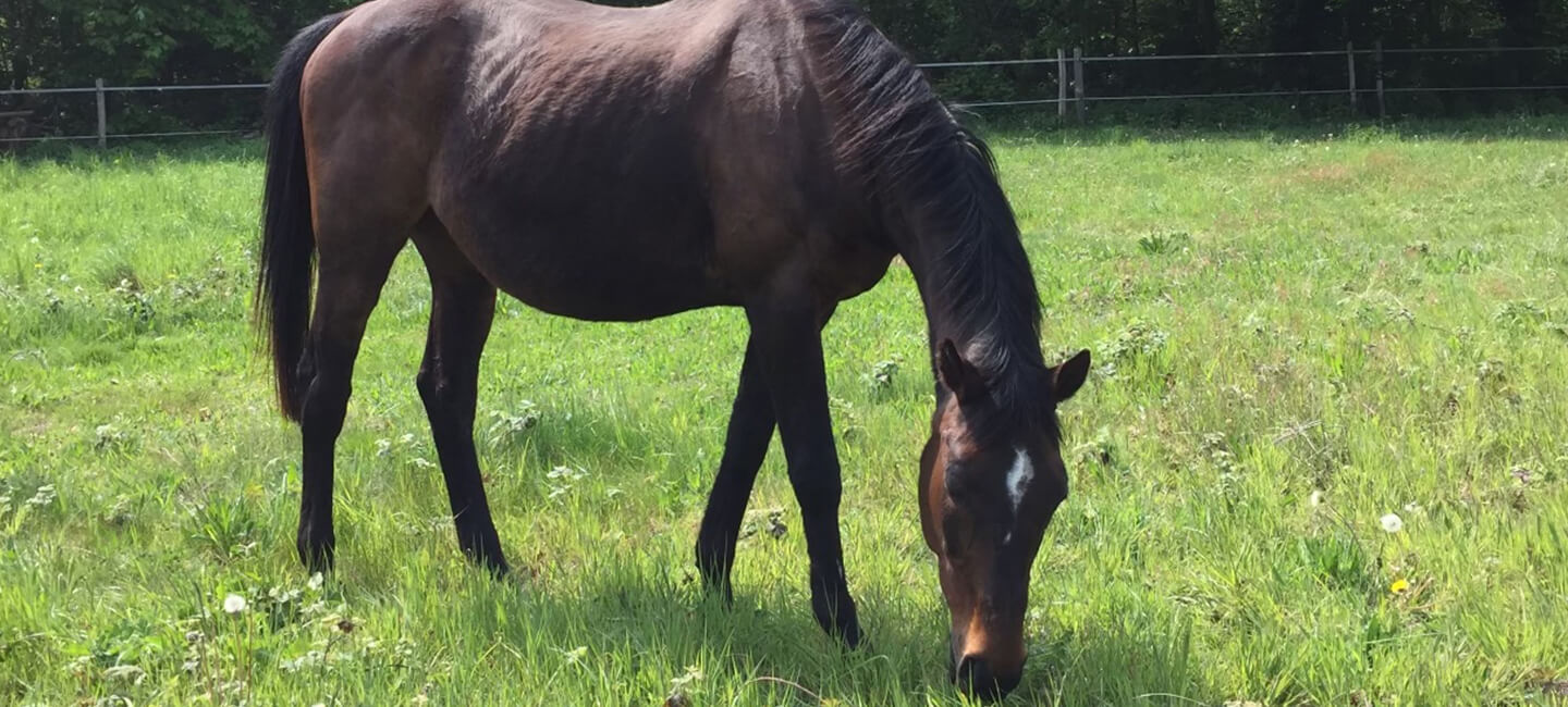 Pour Koukou, cheval décédé à la suite d’une battue administrative, One Voice porte plainte