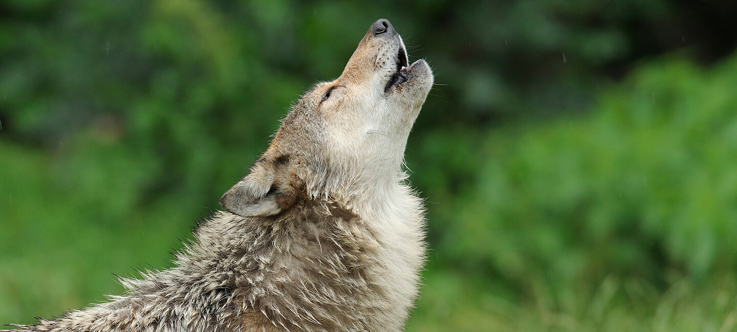 Enquête sur l’opinion des Français à l’égard des loups