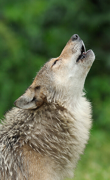 Enquête sur l’opinion des Français à l’égard des loups