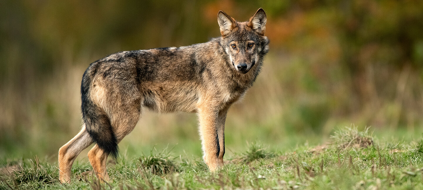 Pour les loups menacés par l’Union européenne : vote le 3 décembre au Conseil de l'Europe