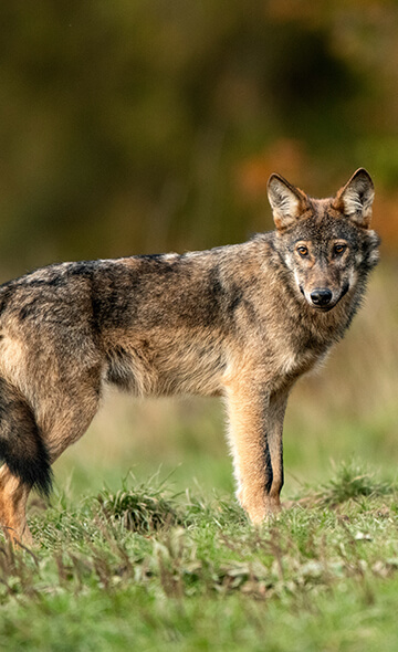 Pour les loups menacés par l’Union européenne : vote le 3 décembre au Conseil de l'Europe