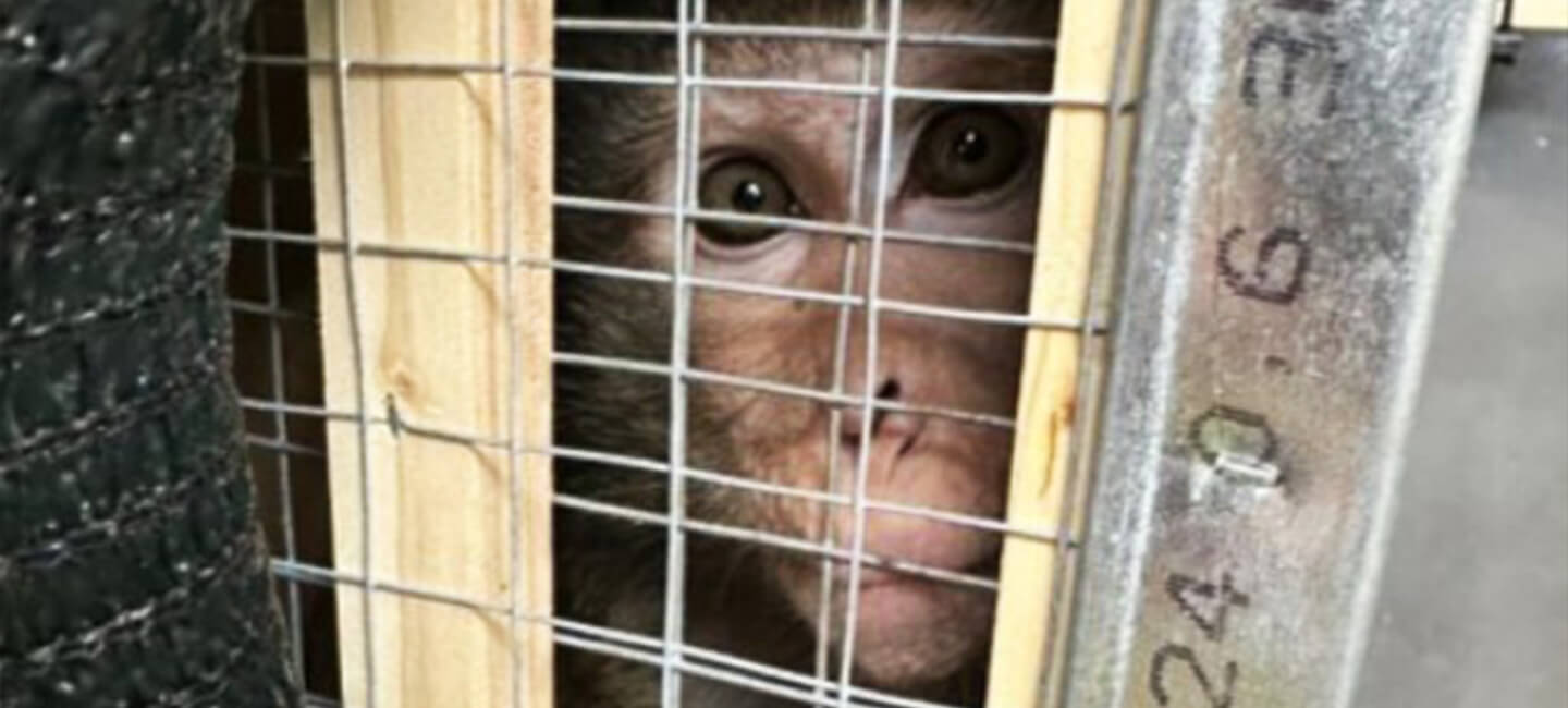 Des milliers de macaques en détresse : révélations sur leurs conditions de transport vers les laboratoires