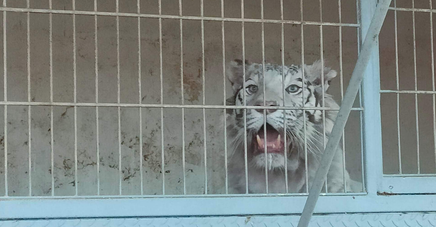 Four lionesses and a tigress locked in a circus trailer: Free Life and One Voice take legal action