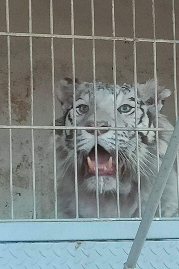 Four lionesses and a tigress locked in a circus trailer: Free Life and One Voice take legal action